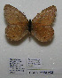  ( - CCDB-05788 A08)  @12 [ ] Copyright (2012) University of Florida, FMNH - McGuire Center University of Florida, FMNH - McGuire Center