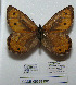  ( - CCDB-05788 B01)  @12 [ ] Copyright (2012) University of Florida, FMNH - McGuire Center University of Florida, FMNH - McGuire Center