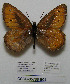  ( - CCDB-05788 B04)  @12 [ ] Copyright (2012) University of Florida, FMNH - McGuire Center University of Florida, FMNH - McGuire Center