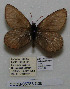  (Oeneis melissa melissa - CCDB-05788 C06)  @11 [ ] Copyright (2012) University of Florida, FMNH - McGuire Center University of Florida, FMNH - McGuire Center