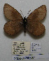  ( - CCDB-05788 C07)  @11 [ ] Copyright (2012) University of Florida, FMNH - McGuire Center University of Florida, FMNH - McGuire Center