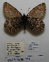  ( - CCDB-05788 C08)  @11 [ ] Copyright (2012) University of Florida, FMNH - McGuire Center University of Florida, FMNH - McGuire Center