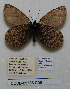 ( - CCDB-05788 C09)  @11 [ ] Copyright (2012) University of Florida, FMNH - McGuire Center University of Florida, FMNH - McGuire Center