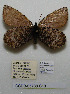  ( - CCDB-05788 C10)  @11 [ ] Copyright (2012) University of Florida, FMNH - McGuire Center University of Florida, FMNH - McGuire Center
