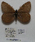  ( - CCDB-05788 D09)  @12 [ ] Copyright (2012) University of Florida, FMNH - McGuire Center University of Florida, FMNH - McGuire Center