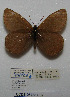  ( - CCDB-05788 E02)  @12 [ ] Copyright (2012) University of Florida, FMNH - McGuire Center University of Florida, FMNH - McGuire Center