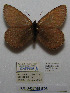  ( - CCDB-05788 E03)  @12 [ ] Copyright (2012) University of Florida, FMNH - McGuire Center University of Florida, FMNH - McGuire Center