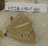  ( - CCDB-17947 A01)  @11 [ ] Copyright (2013) Zoological Institute of the Russian Academy of Science Zoological Institute of the Russian Academy of Science