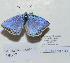 (Polyommatus australorossicus - CCDB-17947 B06)  @12 [ ] Copyright (2013) collection of Dantchenko collection of Dantchenko