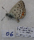  ( - CCDB-17947 C06)  @12 [ ] Copyright (2013) coll. V. Tikhonov coll. V. Tikhonov