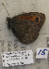 ( - CCDB-17947 D03)  @12 [ ] Copyright (2013) coll. V. Tikhonov coll. V. Tikhonov