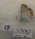  ( - CCDB-17947 D07)  @12 [ ] Copyright (2013) coll. V. Tikhonov coll. V. Tikhonov
