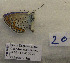 ( - CCDB-17947 D08)  @12 [ ] Copyright (2013) coll. V. Tikhonov coll. V. Tikhonov