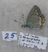  ( - CCDB-17947 E01)  @12 [ ] Copyright (2013) coll. V. Tikhonov coll. V. Tikhonov