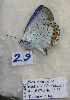  ( - CCDB-17947 E05)  @12 [ ] Copyright (2013) coll. V. Tikhonov coll. V. Tikhonov