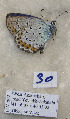  ( - CCDB-17947 E06)  @12 [ ] Copyright (2013) coll. V. Tikhonov coll. V. Tikhonov