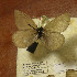  ( - CCDB-17947 G10)  @11 [ ] Copyright (2013) Institute of animal systematics and ecology, Novosibirsk Institute of animal systematics and ecology, Novosibirsk