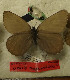  ( - CCDB-17947 G11)  @12 [ ] Copyright (2013) Institute of animal systematics and ecology, Novosibirsk Institute of animal systematics and ecology, Novosibirsk