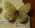  ( - CCDB-17947 H04)  @12 [ ] Copyright (2013) Institute of animal systematics and ecology, Novosibirsk Institute of animal systematics and ecology, Novosibirsk