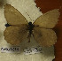  ( - CCDB-17947 H08)  @12 [ ] Copyright (2013) Institute of animal systematics and ecology, Novosibirsk Institute of animal systematics and ecology, Novosibirsk