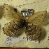  ( - CCDB-17948 B07)  @12 [ ] Copyright (2013) Institute of animal systematics and ecology, Novosibirsk Institute of animal systematics and ecology, Novosibirsk