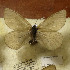  ( - CCDB-17948 B10)  @12 [ ] Copyright (2013) Institute of animal systematics and ecology, Novosibirsk Institute of animal systematics and ecology, Novosibirsk