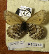  ( - CCDB-17948 C03)  @12 [ ] Copyright (2013) Institute of animal systematics and ecology, Novosibirsk Institute of animal systematics and ecology, Novosibirsk