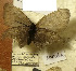  ( - CCDB-17948 C09)  @11 [ ] Copyright (2013) Institute of animal systematics and ecology, Novosibirsk Institute of animal systematics and ecology, Novosibirsk