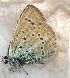  (Polyommatus afghanica - CCDB-17948 D01)  @12 [ ] Copyright (2013) Zoological Institute of the Russian Academy of Science Zoological Institute of the Russian Academy of Science