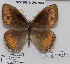  ( - CCDB-17948 F06)  @12 [ ] Copyright (2013) Zoological Institute of the Russian Academy of Science Zoological Institute of the Russian Academy of Science