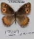  ( - CCDB-17948 F08)  @13 [ ] Copyright (2013) Zoological Institute of the Russian Academy of Science Zoological Institute of the Russian Academy of Science