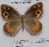  ( - CCDB-17948 F09)  @13 [ ] Copyright (2013) Zoological Institute of the Russian Academy of Science Zoological Institute of the Russian Academy of Science