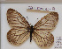  ( - CCDB-17948 G01)  @12 [ ] Copyright (2013) Zoological Institute of the Russian Academy of Science Zoological Institute of the Russian Academy of Science