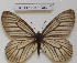  ( - CCDB-17948 G03)  @12 [ ] Copyright (2013) Zoological Institute of the Russian Academy of Science Zoological Institute of the Russian Academy of Science