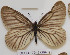  ( - CCDB-17948 G04)  @12 [ ] Copyright (2013) Zoological Institute of the Russian Academy of Science Zoological Institute of the Russian Academy of Science