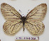  ( - CCDB-17948 G05)  @12 [ ] Copyright (2013) Zoological Institute of the Russian Academy of Science Zoological Institute of the Russian Academy of Science