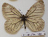  ( - CCDB-17948 G06)  @12 [ ] Copyright (2013) Zoological Institute of the Russian Academy of Science Zoological Institute of the Russian Academy of Science