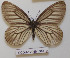  ( - CCDB-17948 G09)  @12 [ ] Copyright (2013) Zoological Institute of the Russian Academy of Science Zoological Institute of the Russian Academy of Science