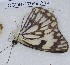  ( - CCDB-17949 A12)  @12 [ ] Copyright (2013) Zoological Institute of the Russian Academy of Science Institute of animal systematics and ecology, Novosibirsk