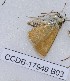  (Thymelicus sp - CCDB-17949 B03)  @12 [ ] Copyright (2013) Zoological Institute of the Russian Academy of Science Institute of animal systematics and ecology, Novosibirsk