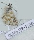  (Spialia sp - CCDB-17949 C08)  @12 [ ] Copyright (2013) Zoological Institute of the Russian Academy of Science Institute of animal systematics and ecology, Novosibirsk