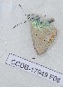  (Polyommatus juno - CCDB-17949 F08)  @12 [ ] Copyright (2013) Zoological Institute of the Russian Academy of Science Zoological Institute of the Russian Academy of Science