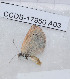  ( - CCDB-17950 A03)  @12 [ ] Copyright (2014) Zoological Institute of the Russian Academy of Science Zoological Institute of the Russian Academy of Science