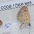  ( - CCDB-17950 B03)  @12 [ ] Copyright (2014) Zoological Institute of the Russian Academy of Science Zoological Institute of the Russian Academy of Science
