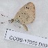  (Zizeeria carsandra - CCDB-17950 D09)  @12 [ ] Copyright (2014) Zoological Institute of the Russian Academy of Science Zoological Institute of the Russian Academy of Science