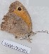  ( - CCDB-17950 D12)  @12 [ ] Copyright (2014) Zoological Institute of the Russian Academy of Science Zoological Institute of the Russian Academy of Science