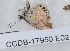  ( - CCDB-17950 E02)  @12 [ ] Copyright (2014) Zoological Institute of the Russian Academy of Science Zoological Institute of the Russian Academy of Science