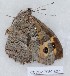  ( - CCDB-17950 E07)  @11 [ ] Copyright (2014) Zoological Institute of the Russian Academy of Science Zoological Institute of the Russian Academy of Science