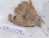  ( - CCDB-17950 E09)  @12 [ ] Copyright (2014) Zoological Institute of the Russian Academy of Science Zoological Institute of the Russian Academy of Science
