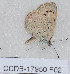  ( - CCDB-17950 F02)  @12 [ ] Copyright (2014) Zoological Institute of the Russian Academy of Science Zoological Institute of the Russian Academy of Science